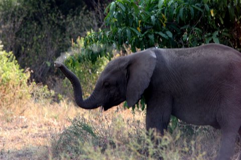 elephant having mudbath