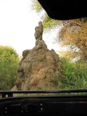 termite mound..it was about 14 feet tall
