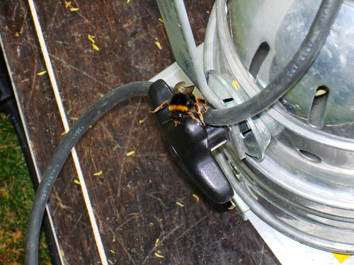 Bee on Par56