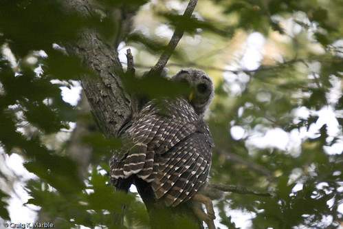 Barred Owl (1 of 4)