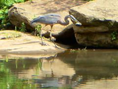 Heron with Fish