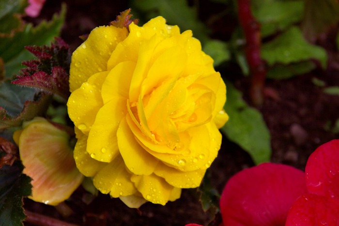 yellow rose flowers images. The Yellow Rose