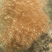 Goniopora Coral