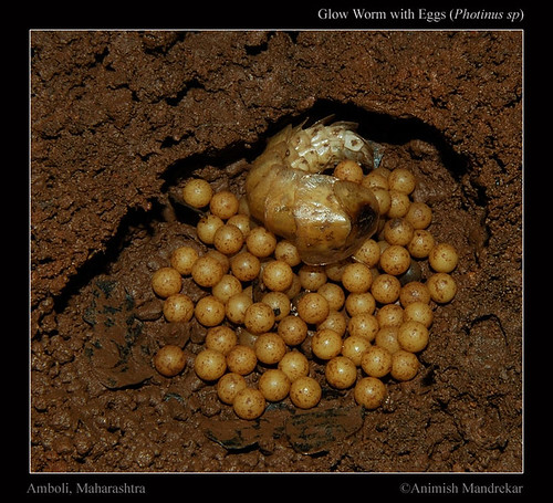 Glow-Worm-with-Eggs