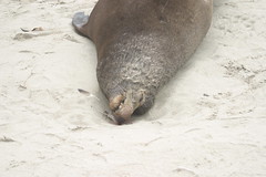 Elephant Seal RIP