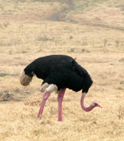 Ostrich(Masai race) male