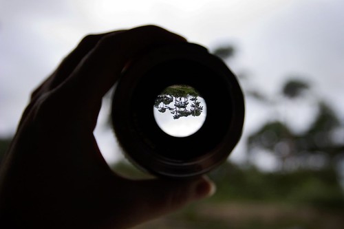Trees Through A Lens
