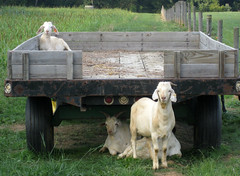 Goats from 2008 test