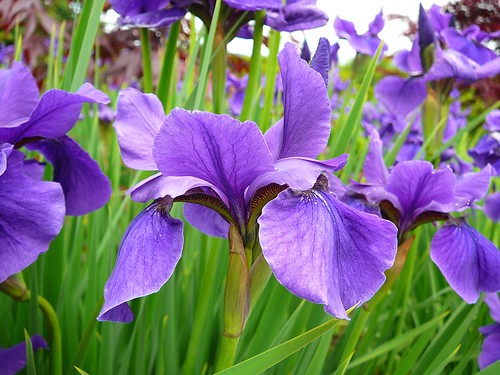 Iris siberica 'Cleve Dodge' Siberian Iris organic plants victoria bc