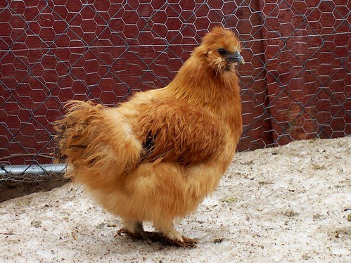 chicken breeds with pictures. chicken breeds images.