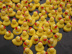 Ducks Up Close at BBBS Event - by terren in Virginia