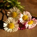 colourful miniature daisy flower macro