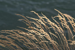 Grasses 0977 - by Yukon White Light