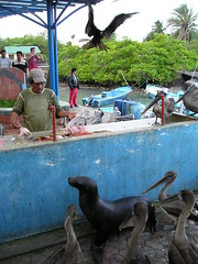 Pelicans and friends at Puerto Ayora fish market