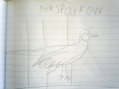 fox sparrow