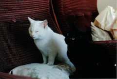 Whitecat and Baby