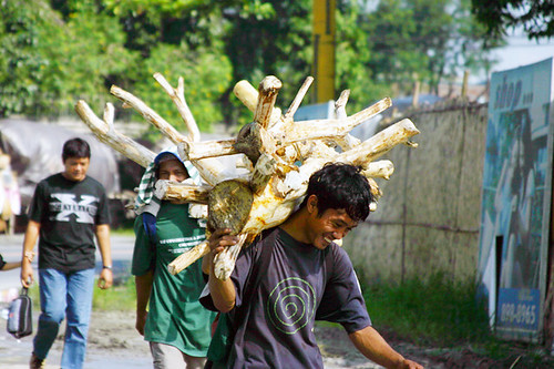  Marikina man carrying a part of a tree Buhay Pinoy Philippines Filipino Pilipino  people pictures photos life Philippinen      