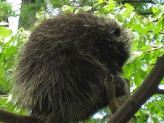 Porcupine in a tree!