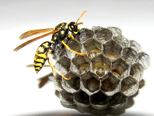 Queen Bee by CORDAN.
