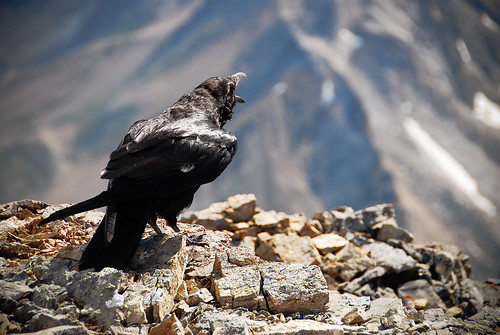 kyle richardson ravens. Raven on Mount Richardson