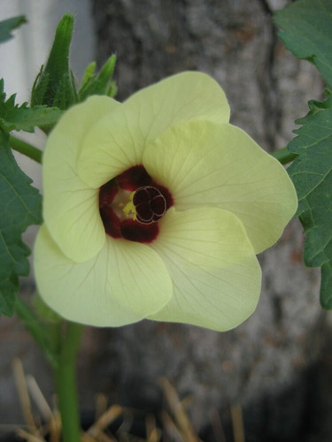 okra flower (Clemson spineless)