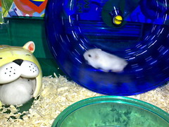 2007-Sep-20_baby_hamsters-new_home-7