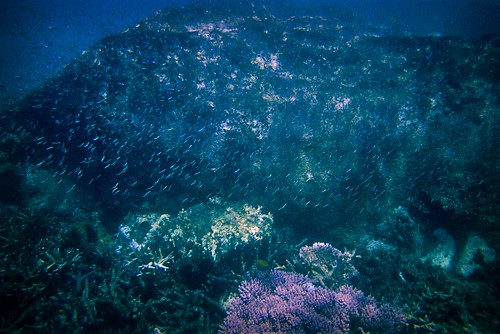 Underwater near Tioman
