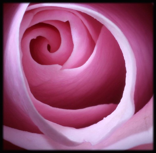 big pink roses pictures. close up of a pink rose. using