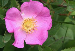 pink beach rose