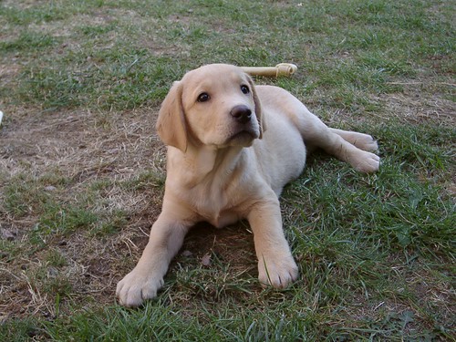 Golden Labrador Puppy (2)