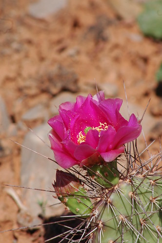 One Prickly Pear Blossom with friend
