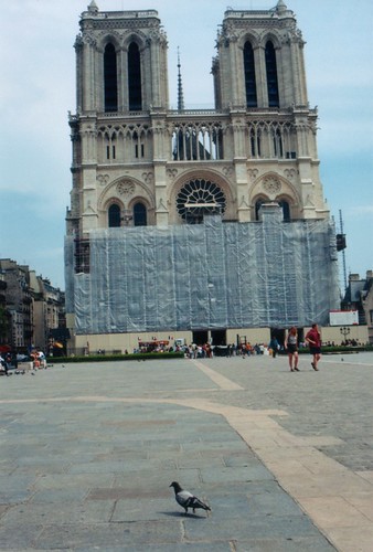 Notre Dame and pigeon