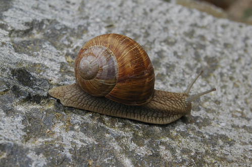 Snail by Raphael Quinet, on Flickr