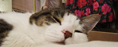 Rory, asleep in a bookmark crop.