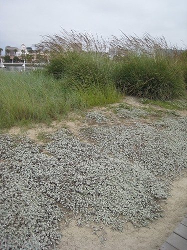 Grassy dunes