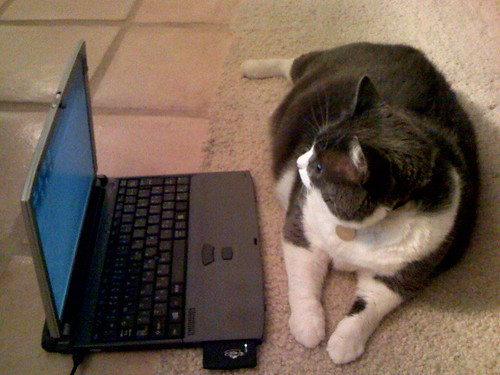 Musu working on PC