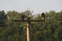 Turkey Vultures sunning in the morning