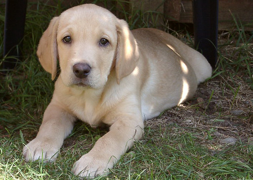 cute yellow labrador puppy. Basil Cute Labrador Puppy