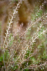 Meadow Grasses