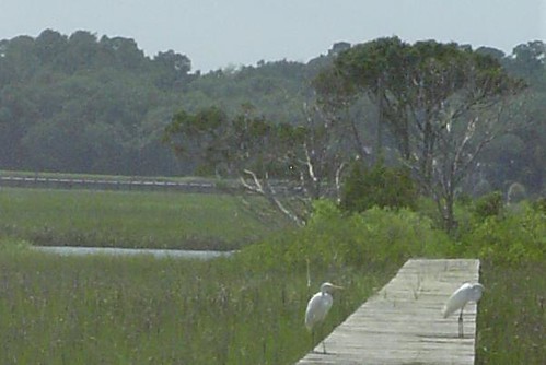 Two snowy egrets stand on a dock on the inlet side of Pawleys Island