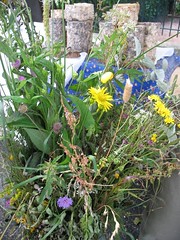 Fourme d'Ambert et bouquet de plantes et de fleurs sauvages