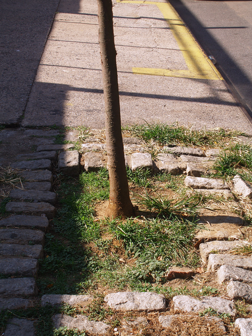 tree grows through sidewalk
