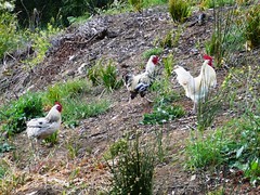 Chickens!  Near a geocache