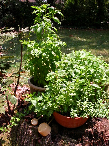 sunny herb garden