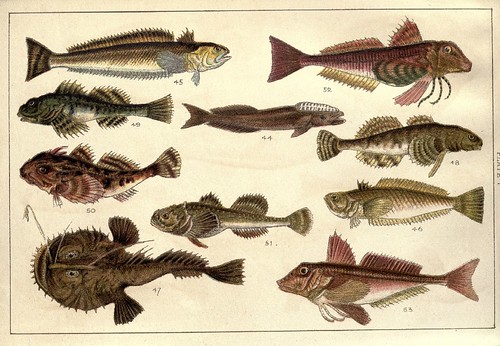 Our country's fishes and how to know them - a guide to all the fishes of Great Britain WJ Gordon 1902 o