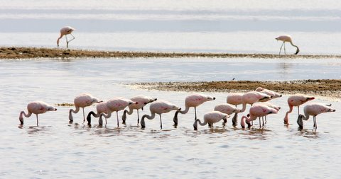 flamingoes feeding