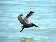 IMG_0385-American-brown-pelican-Sanibel-Island