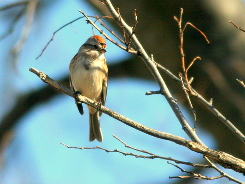 American Tree Sparrow 3-20101101