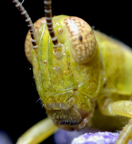 Grasshopper Head by Thomas Shahan.