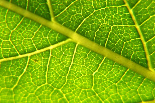 More leaf veins